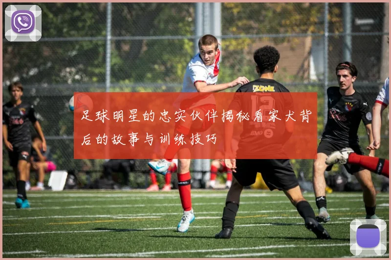 足球明星的忠实伙伴揭秘看家犬背后的故事与训练技巧